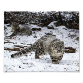 Snow Leopard Cub Fotodruck