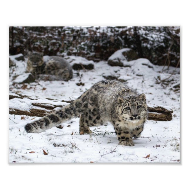 Snow Leopard Cub Fotodruck (Vorne)