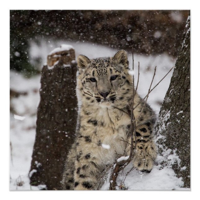 Snow Leopard Cub Poster (Vorderseite)