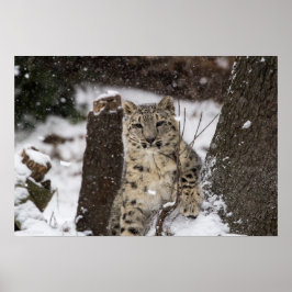 Snow Leopard Cub Poster