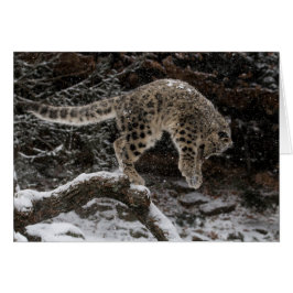 Snow Leopard Cub Pounce