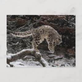Snow Leopard Cub Pounce Postkarte