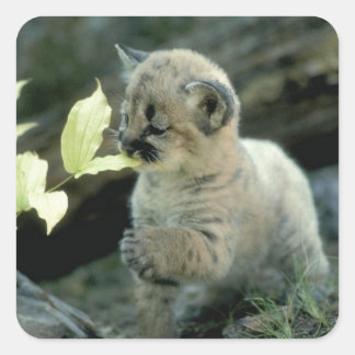 Snow Leopard Cub Quadratischer Aufkleber