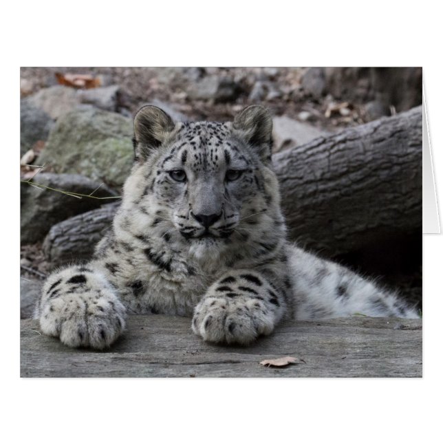Snow Leopard Cub sitzend (Vorderseite (Horizontal))