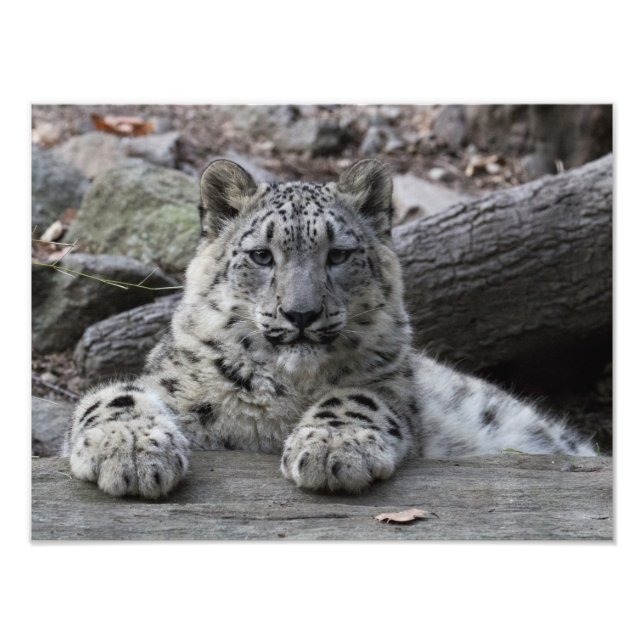 Snow Leopard Cub sitzend Fotodruck (Vorne)
