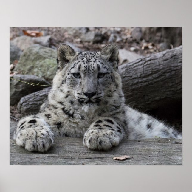 Snow Leopard Cub sitzend Poster (Vorne)