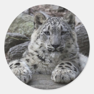 Snow Leopard Cub sitzend Runder Aufkleber