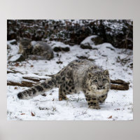 Snow Leopard Cub Stalking Birds