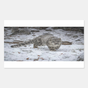 Snow Leopard Cub Stalking Rechteckiger Aufkleber