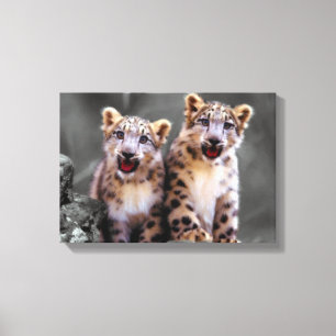 Snow Leopard Cubs Leinwanddruck