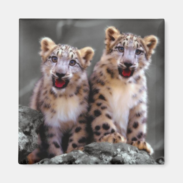 Snow Leopard Cubs Magnet (Vorne)