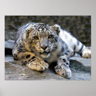 Snow Leopard der Starring Feline Cat Poster