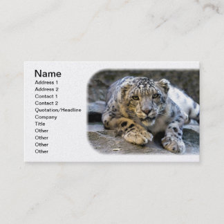 Snow Leopard der Starring Feline Cat Visitenkarte