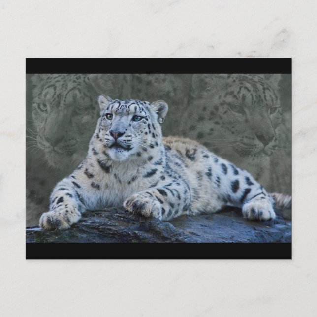 Snow Leopard Dreams Postkarte (Vorderseite)