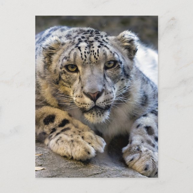 Snow Leopard Face Foto Postkarte (Vorderseite)