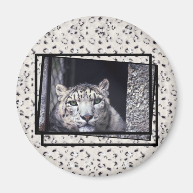 Snow Leopard Foto Magnet (Vorne)