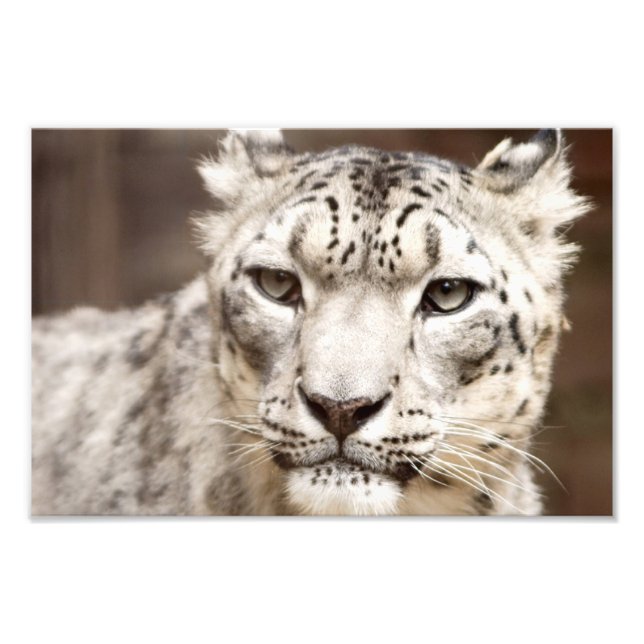 Snow Leopard Fotodruck (Vorne)