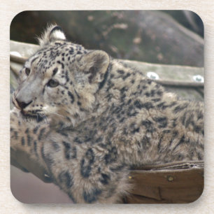 Snow Leopard Getränkeuntersetzer