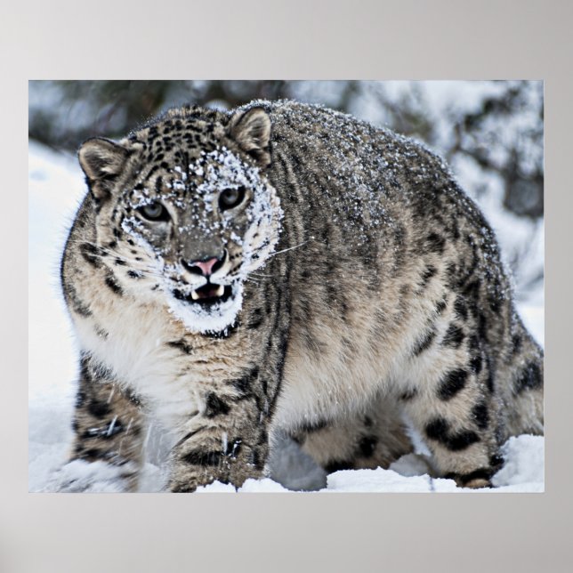 Snow Leopard Growling Poster (Vorne)