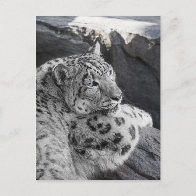 Snow Leopard Icy Stare Postkarte (Vorderseite)