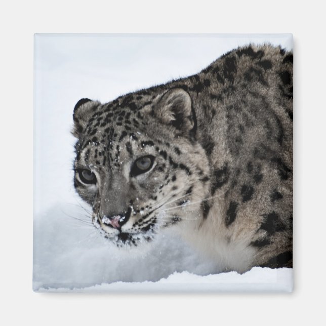 Snow Leopard Magnet (Vorne)