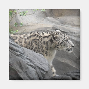 Snow Leopard Magnet