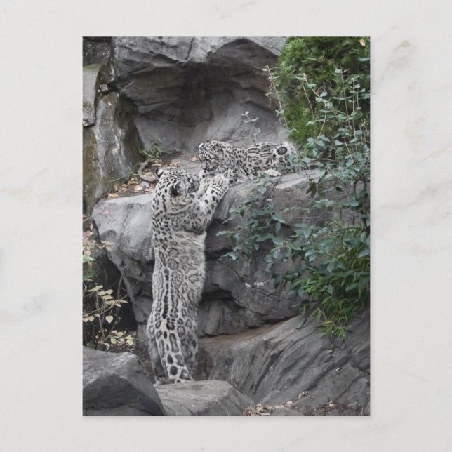 Snow Leopard Mutter und Cube Postkarte (Vorderseite)