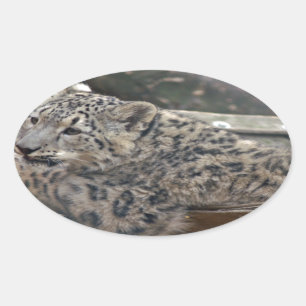 Snow Leopard Ovaler Aufkleber