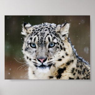 Snow Leopard Poster