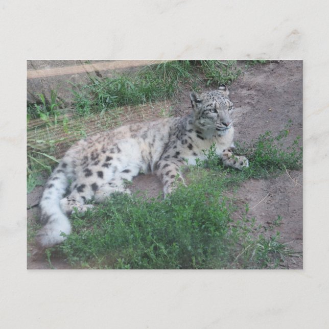 Snow Leopard Postkarte (Vorderseite)