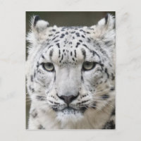 Snow Leopard
