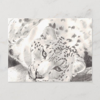 Snow Leopard Postkarte