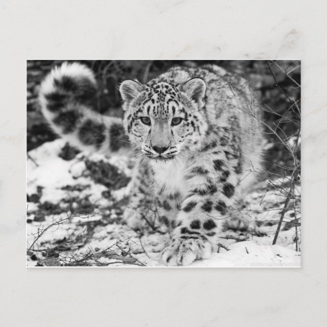Snow Leopard Postkarte (Vorderseite)