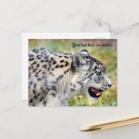 Snow Leopard Postkarte