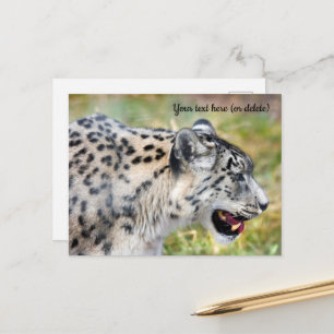 Snow Leopard Postkarte