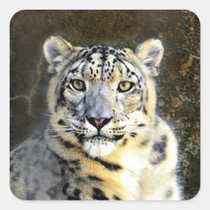 Snow Leopard Quadratischer Aufkleber