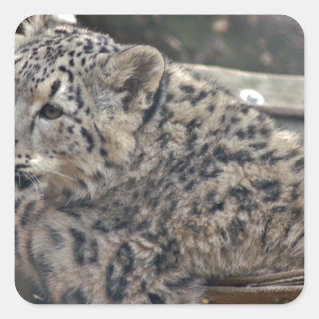 Snow Leopard Quadratischer Aufkleber (Vorderseite)