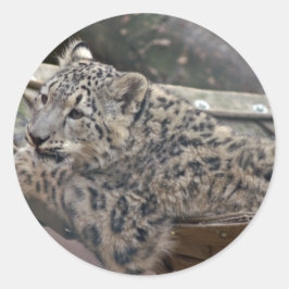 Snow Leopard Runder Aufkleber