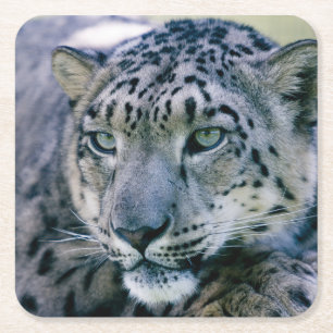 Snow Leopard-Schließung Rechteckiger Pappuntersetzer