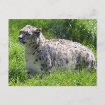 Snow Leopard Schöne Fotografie