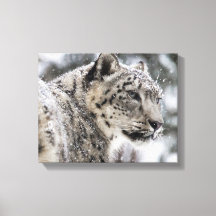 Snow Leopard Snow Portrait