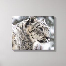 Snow Leopard Snow Portrait Leinwanddruck