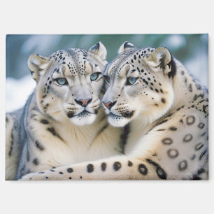 Snow Leopard Tierart Zuneigung Cari Magnet
