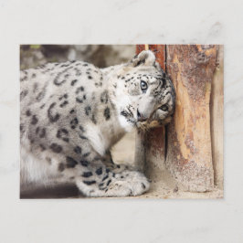 Snow Leopard Wild Cat Postkarte