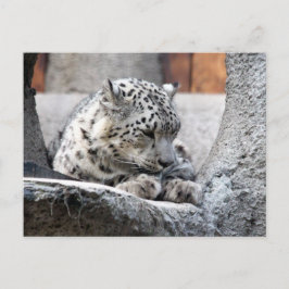 Snow Leopard Wild Cat Schönes Foto Postkarte
