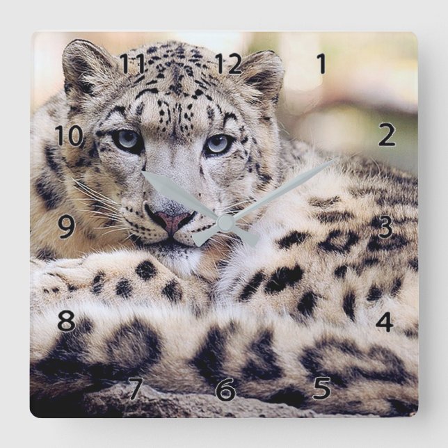 Snow Leopard Wildlife Wall Clock Quadratische Wanduhr (Vorderseite)