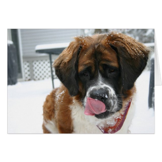 Snow Living Saint Bernard Card (Vorderseite (Horizontal))