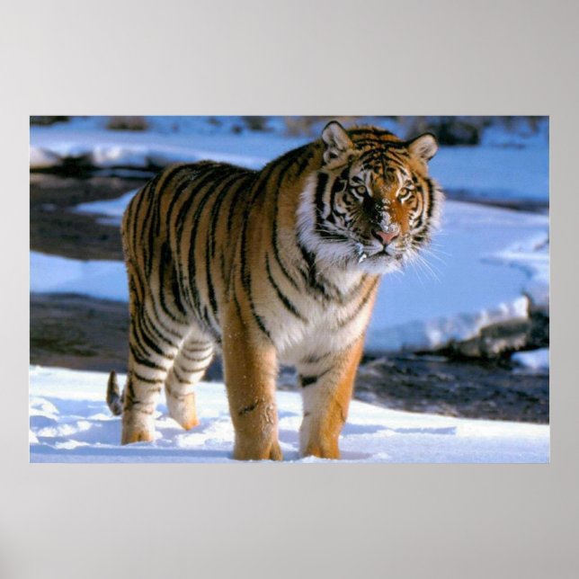 Snow Love Tiger Poster (Vorne)