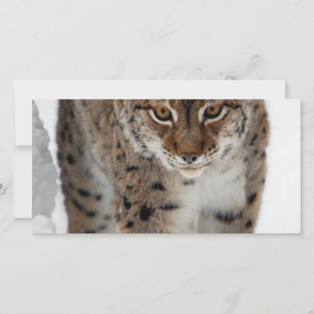 Snow Lynx (Vorderseite)