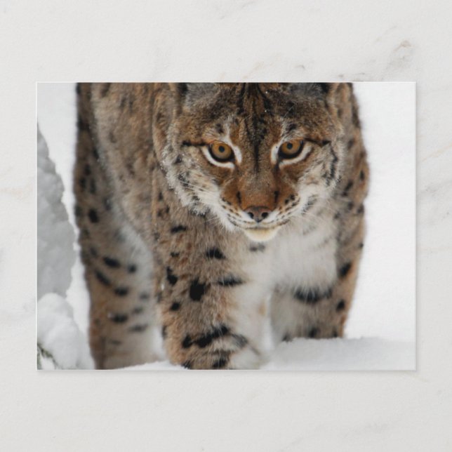 Snow Lynx Postkarte (Vorderseite)